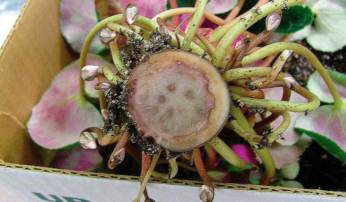 Os cormos de ciclâmen infectados com Fusarium permanecem rígidos, mas a descoloração dos feixes vasculares torna-se visível quando os cormos são cortados horizontalmente Os cormos de ciclâmen infectados com Fusarium permanecem rígidos, mas a descoloração dos feixes vasculares torna-se visível quando os cormos são cortados horizontalmente