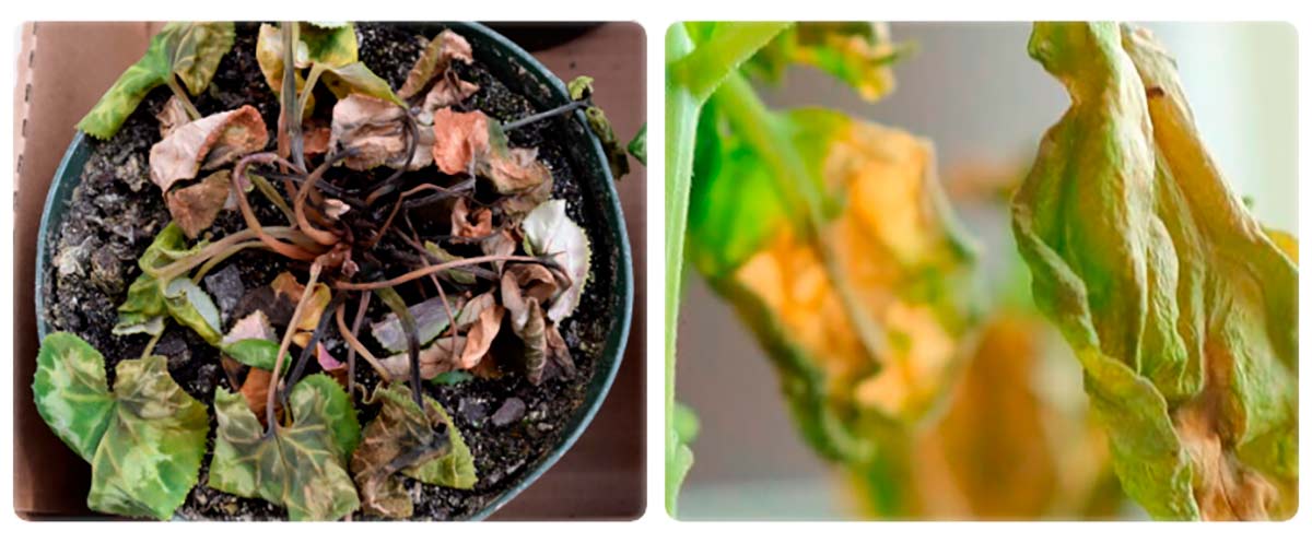 Como o ciclâmen tem um ciclo de crescimento bastante longo, é frustrante para os produtores que os sintomas muitas vezes só se tornem aparentes quando as plantas começam a florescer Como o ciclâmen tem um ciclo de crescimento bastante longo, é frustrante para os produtores que os sintomas muitas vezes só se tornem aparentes quando as plantas começam a florescer