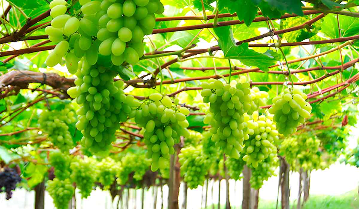 A nova variedade BRS Pérola A nova variedade BRS Pérola