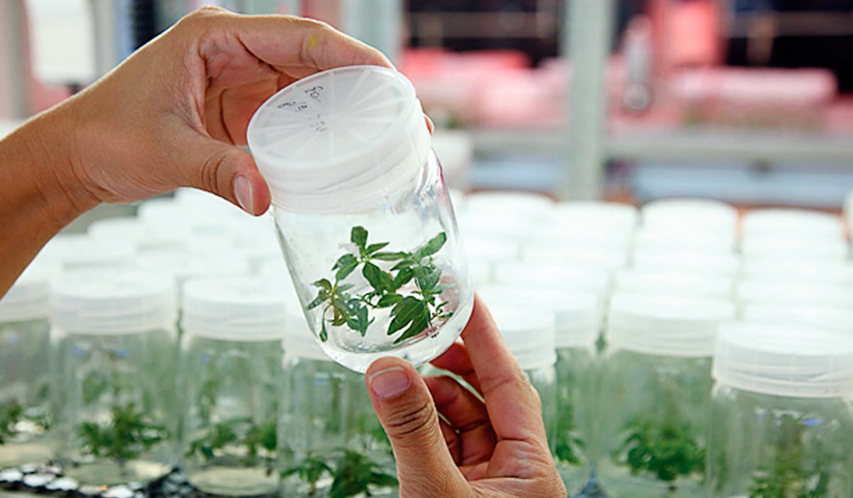 A FuturaGene utiliza tecnologia onde não há inserção de genes de outras espécies, ocorrendo apenas edição dirigida no DNA existente e o resultado pode ocorrer naturalmente por mutações espontâneas A FuturaGene utiliza tecnologia onde não há inserção de genes de outras espécies, ocorrendo apenas edição dirigida no DNA existente e o resultado pode ocorrer naturalmente por mutações espontâneas