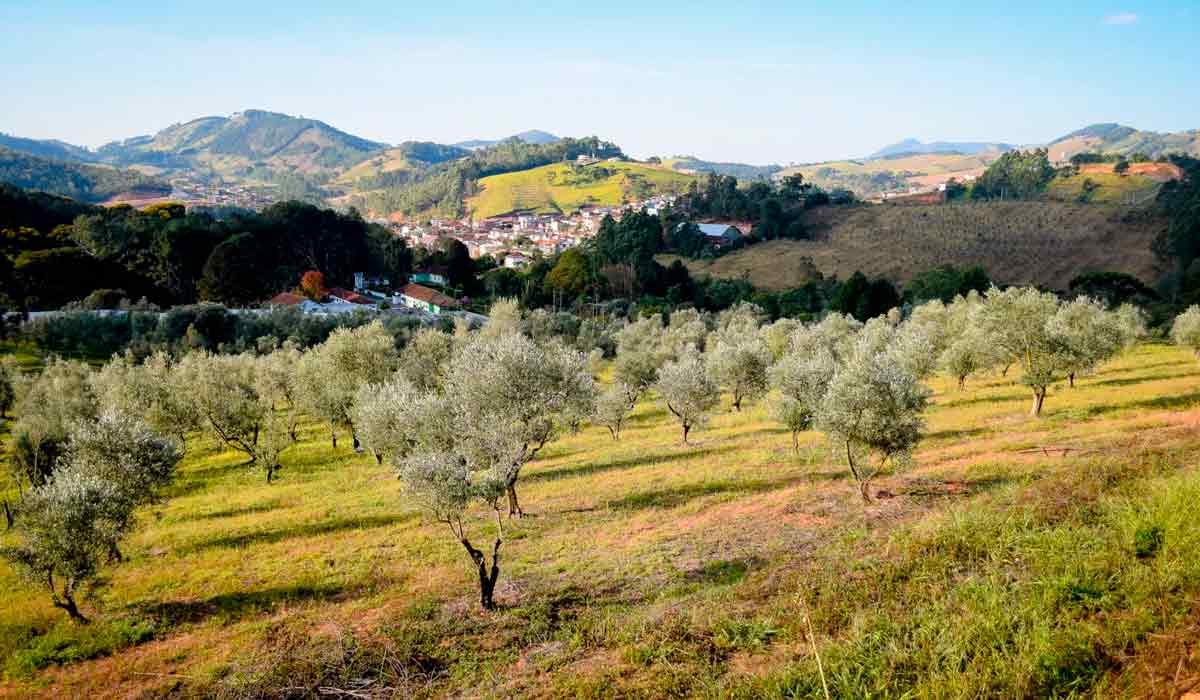 A olivicultura contribui para a conservação da biodiversidade e para o sequestro de carbono na biomassa e no solo - Foto: Maria Eduarda Rocha A olivicultura contribui para a conservação da biodiversidade e para o sequestro de carbono na biomassa e no solo - Foto: Maria Eduarda Rocha
