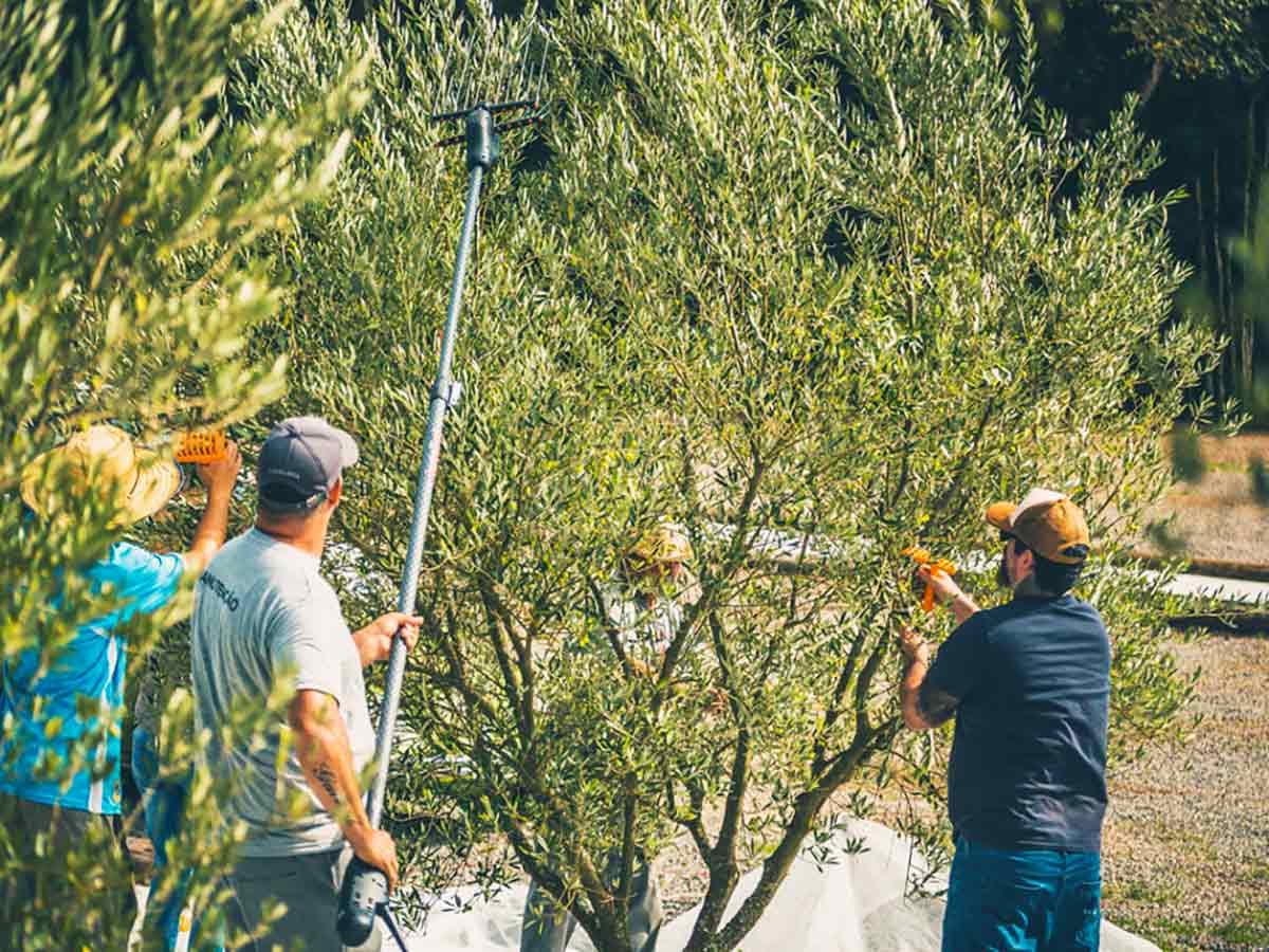 A colheita - Foto: Sérgio Azevedo A colheita - Foto: Sérgio Azevedo