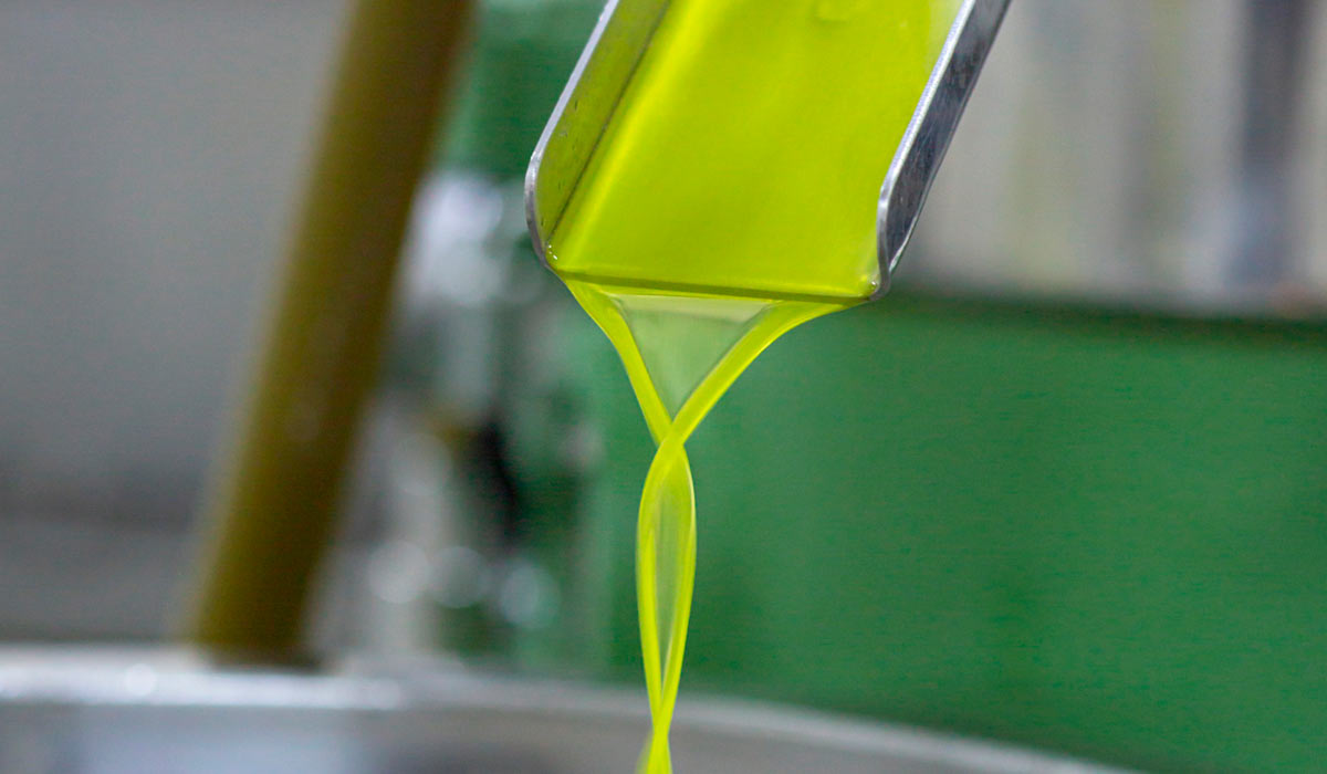 O azeite novello O azeite novello