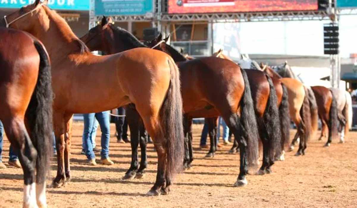 A exposição atrai participantes de diversos estados brasileiros e oferece prêmios para os melhores exemplares - Foto: Fernando Ulhoa A exposição atrai participantes de diversos estados brasileiros e oferece prêmios para os melhores exemplares - Foto: Fernando Ulhoa