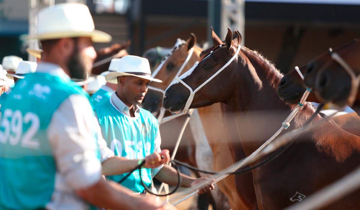 Os julgamentos premiarão os exemplares campeões, os expositores e criadores - Foto: Fernando Ulhoa Os julgamentos premiarão os exemplares campeões, os expositores e criadores - Foto: Fernando Ulhoa