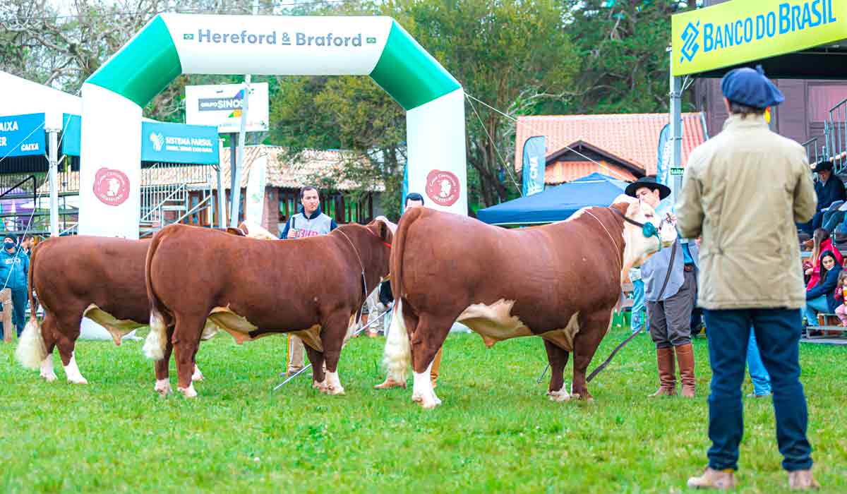 Animais no processo de julgamento Animais no processo de julgamento