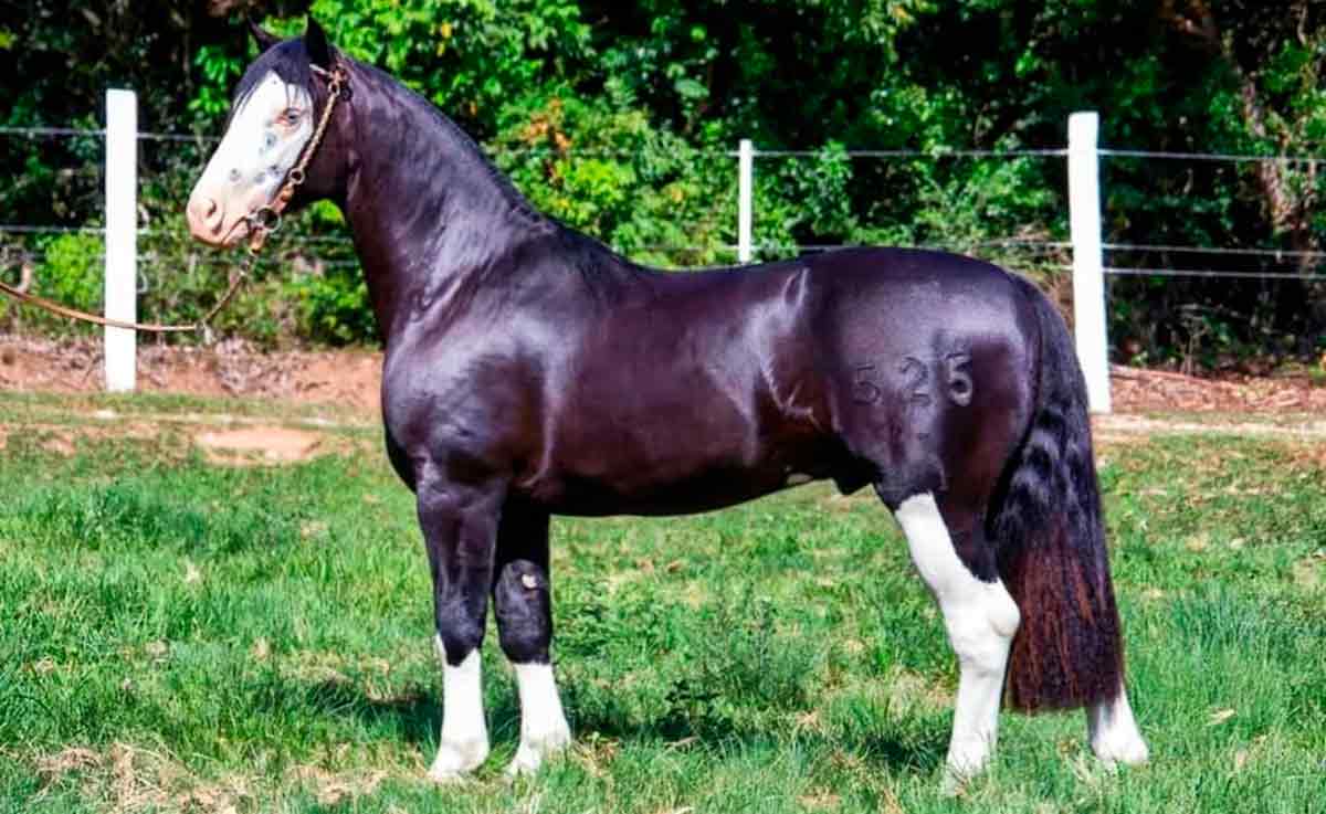 Marconi Xerife (JA Mate Amargo x Xerifa de Santa Edwiges) é um dos destaques do evento Marconi Xerife (JA Mate Amargo x Xerifa de Santa Edwiges) é um dos destaques do evento