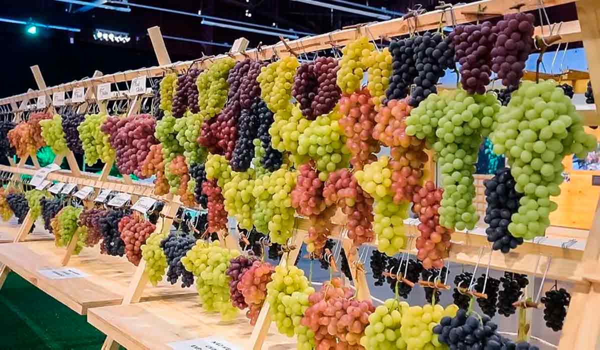 Cerca de 280 produtores participaram das avaliações na exposição de uvas Cerca de 280 produtores participaram das avaliações na exposição de uvas