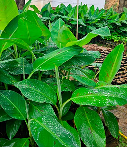 Mudas de Ambrosia serão distribuídas no evento de lançamento da nova variedade Mudas de Ambrosia serão distribuídas no evento de lançamento da nova variedade