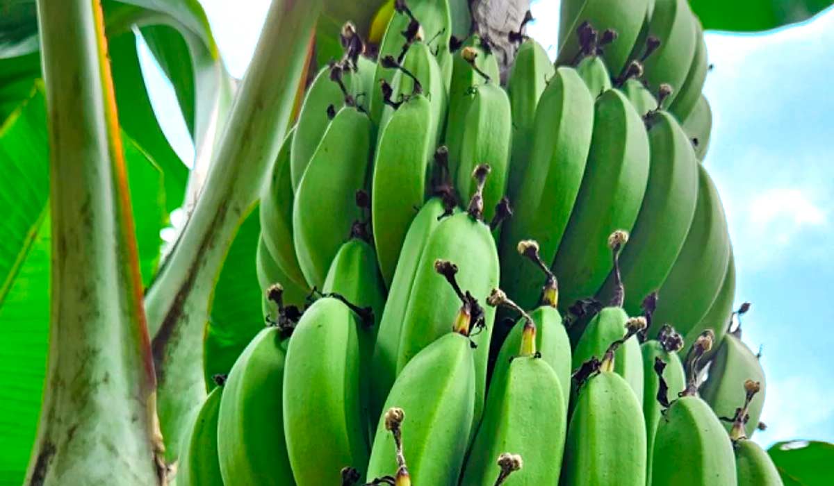A banana ambrosia