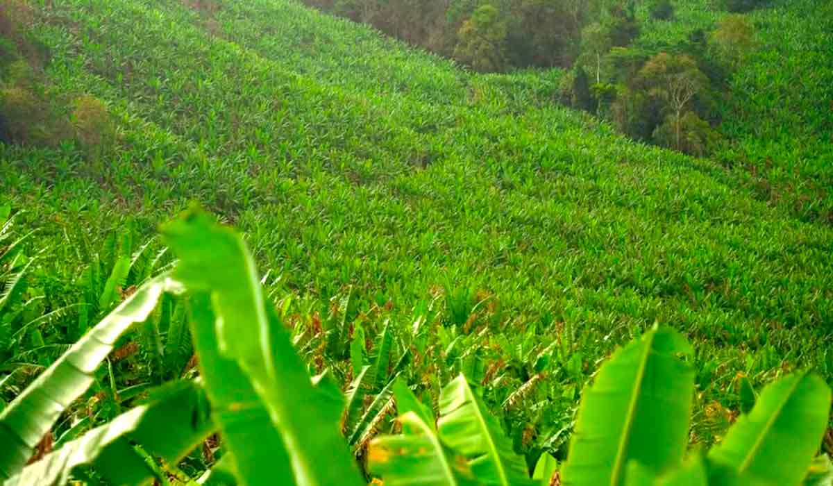 Bananal na região de Cachoeirinha, em Cariacica, Espírito Santo - Foto: Vitor Jubini Bananal na região de Cachoeirinha, em Cariacica, Espírito Santo - Foto: Vitor Jubini