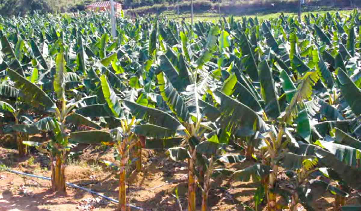 Lavoura irrigada com o sistema de microaspersão no município de Alfredo Chaves-ES - Foto: Alciro Lamão Lazzarini Lavoura irrigada com o sistema de microaspersão no município de Alfredo Chaves-ES - Foto: Alciro Lamão Lazzarini