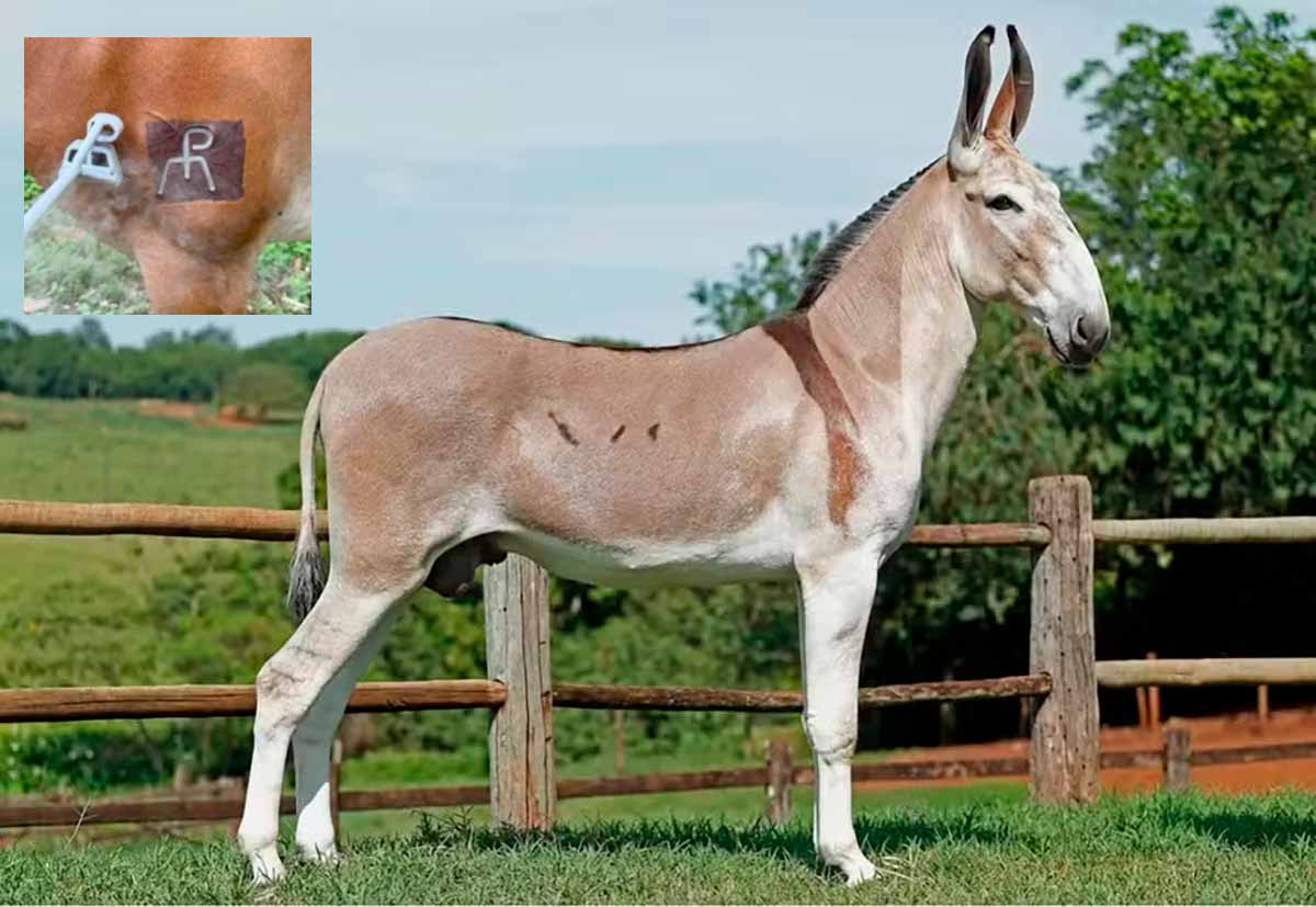 O jumento pêga e detalhes da marca a oficial da ABCJPÊGA O jumento pêga e detalhes da marca a oficial da ABCJPÊGA