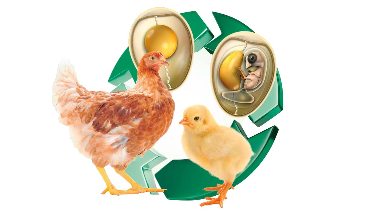 A qualidade das matrizes influencia diretamente a qualidade dos pintinhos, sendo um fator determinante para o sucesso na avicultura. Nutrição, idade da matriz, manejo e sanidade do lote de reprodutoras afetam o peso do ovo, a eclosão, a vitalidade, a imunidade passiva e o desenvolvimento inicial da progênie A qualidade das matrizes influencia diretamente a qualidade dos pintinhos, sendo um fator determinante para o sucesso na avicultura. Nutrição, idade da matriz, manejo e sanidade do lote de reprodutoras afetam o peso do ovo, a eclosão, a vitalidade, a imunidade passiva e o desenvolvimento inicial da progênie