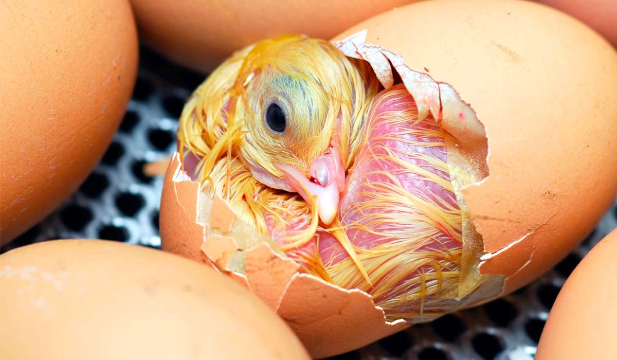 A qualidade dos pintos de 1 dia, estão relacionados com diversas variáveis, destaca-se a transferência de imunidade passiva das matrizes para os pintinhos A qualidade dos pintos de 1 dia, estão relacionados com diversas variáveis, destaca-se a transferência de imunidade passiva das matrizes para os pintinhos