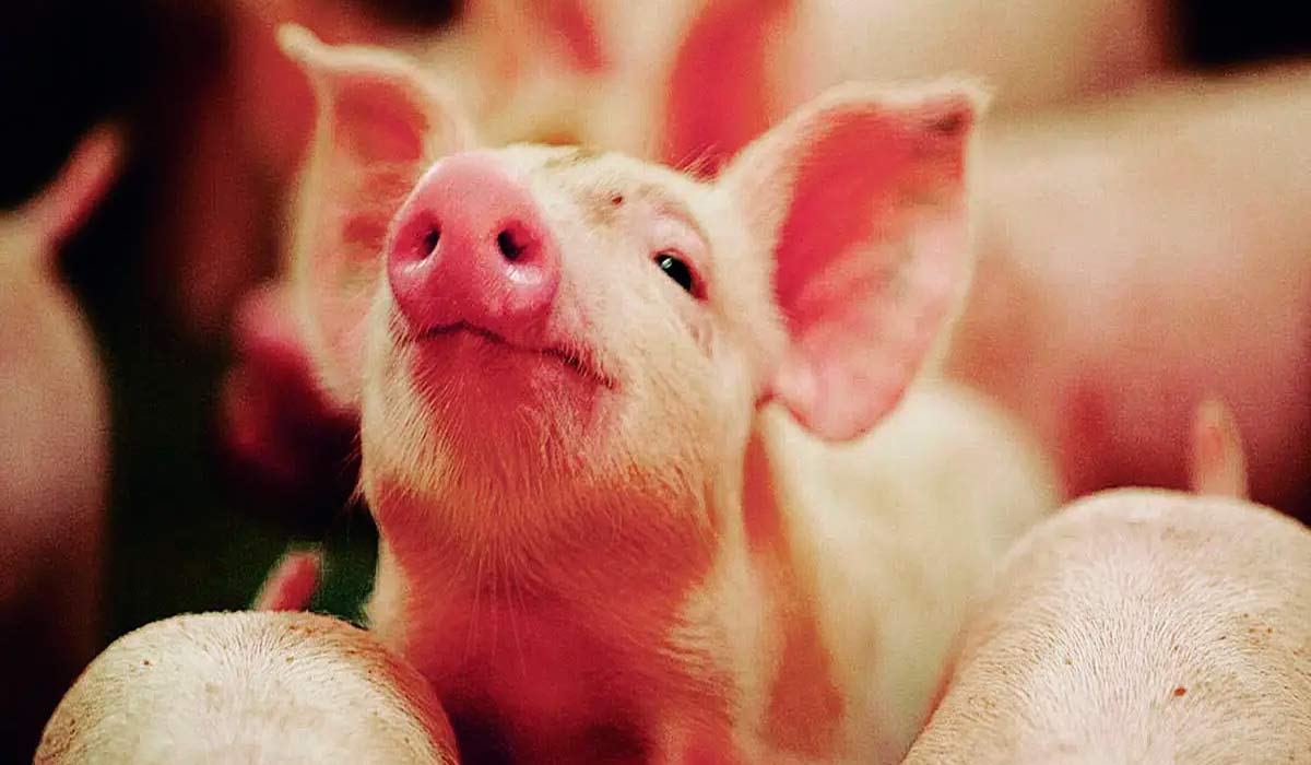 Biosseguridade e rastreabilidade são medidas consideradas essenciais para alcançar status sanitário homogêneo, ampliação de mercados internacionais e valorização da proteína suína brasileira Biosseguridade e rastreabilidade são medidas consideradas essenciais para alcançar status sanitário homogêneo, ampliação de mercados internacionais e valorização da proteína suína brasileira