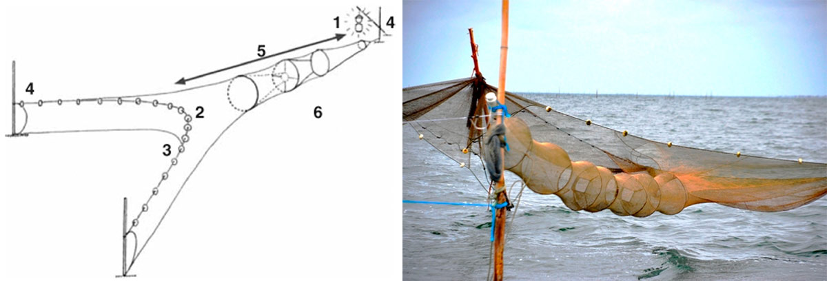 Desenho esquemático e foto da rede de pesca aviãozinho: 1- atrativo luminoso, 2-tralha superior, 3-tralha inferior, 4-calões de sustentação, 5-saco da rede e 6-aros de sustentação do saco Desenho esquemático e foto da rede de pesca aviãozinho: 1- atrativo luminoso, 2-tralha superior, 3-tralha inferior, 4-calões de sustentação, 5-saco da rede e 6-aros de sustentação do saco
