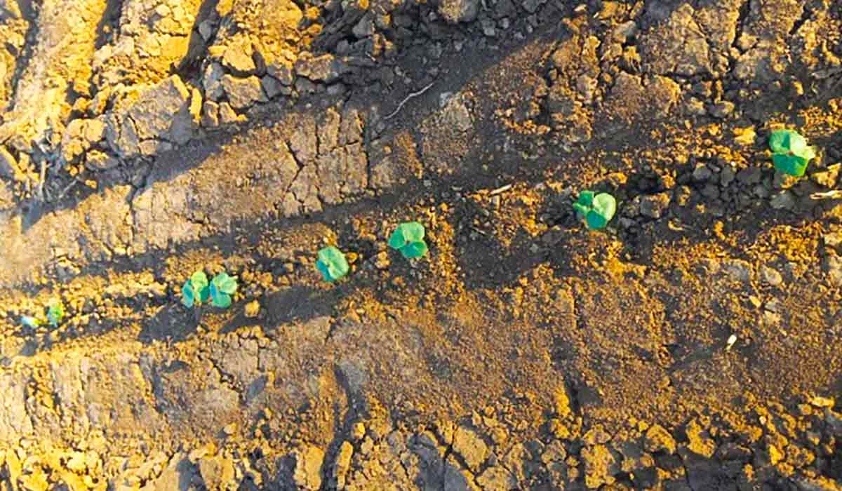 Solo compactado por manejo mecânico