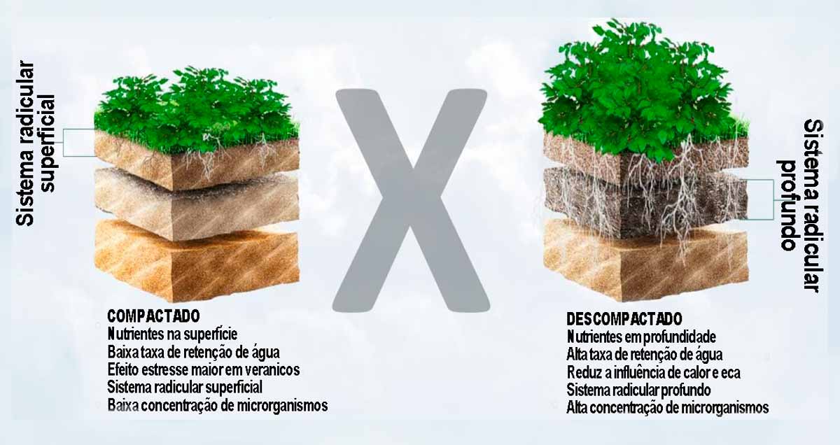 Comparação entre um solo compactado e um descompactado Comparação entre um solo compactado e um descompactado