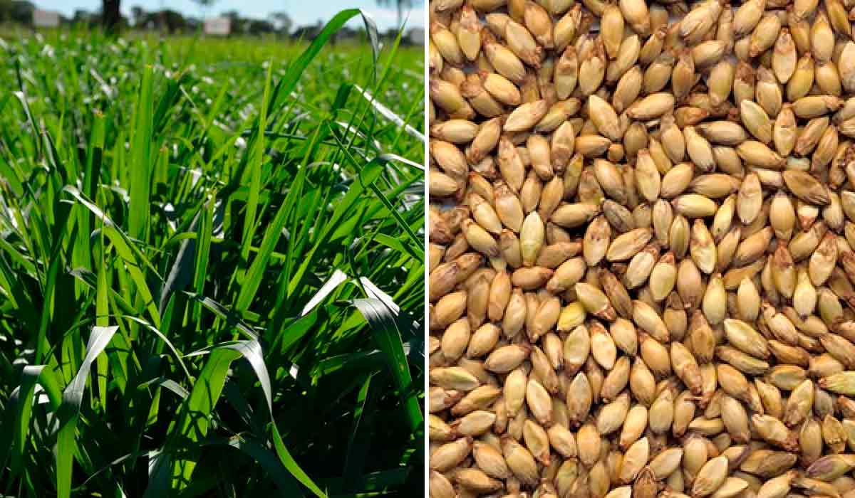 Capim Xaraés Capim Xaraés