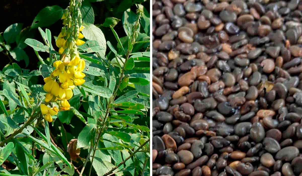 Crotalária sp. Crotalária sp.