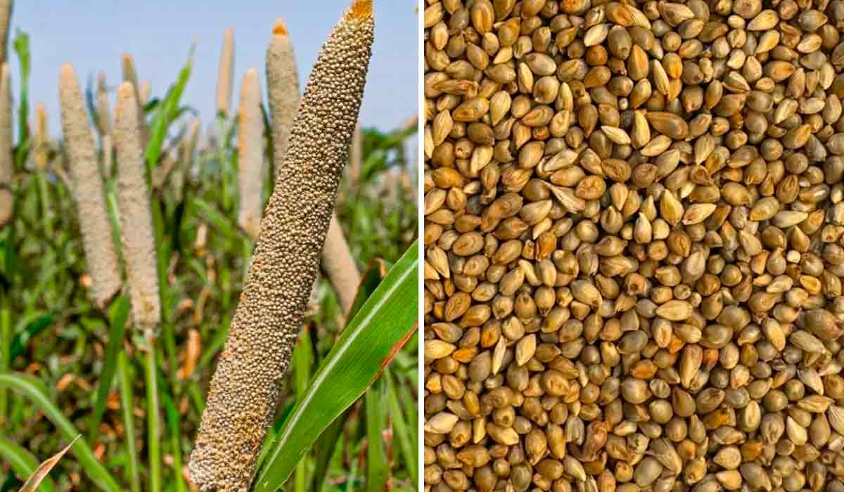 Milheto (Pennisetum glaucum) Milheto (Pennisetum glaucum)