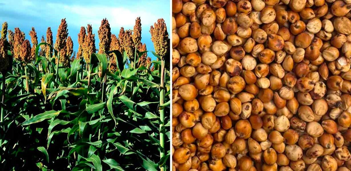 Sorgo forrageiro (Sorghum bicolor) Sorgo forrageiro (Sorghum bicolor)