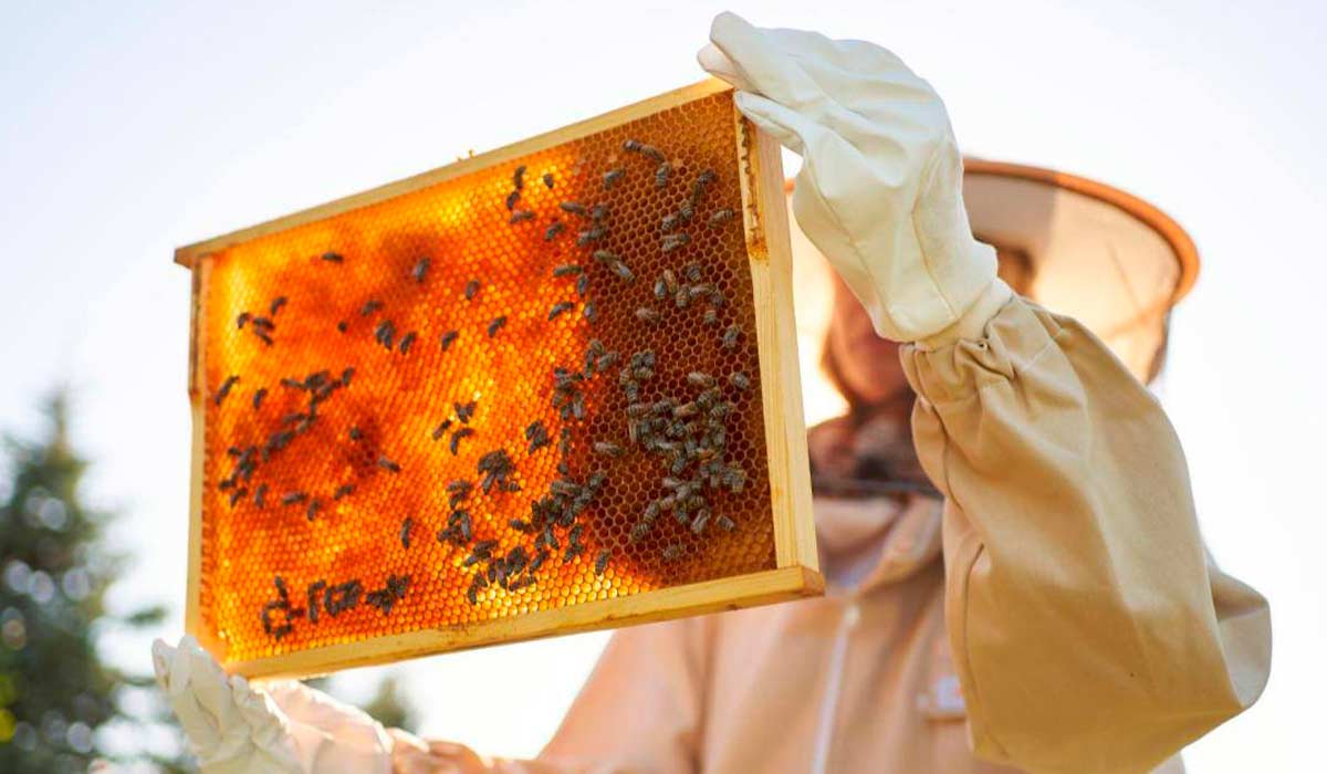 Apicultor observando um favo de sua colmeia Apicultor observando um favo de sua colmeia