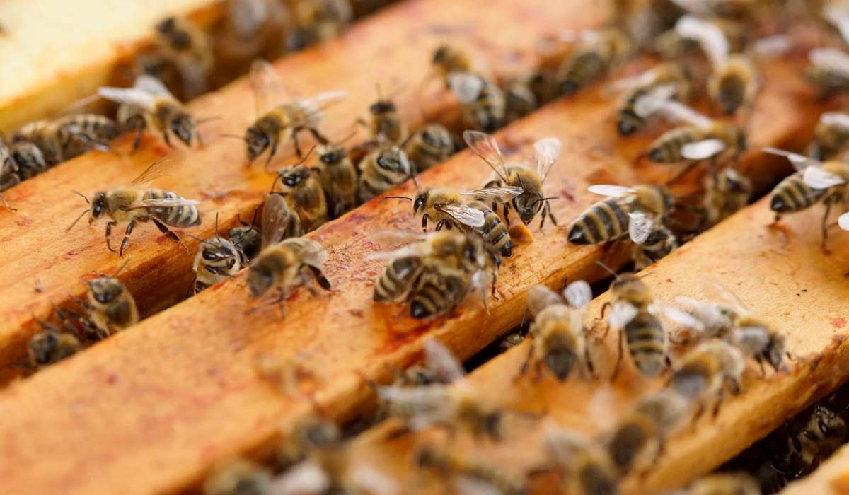 Abelhas sobre quadros de uma colmeia