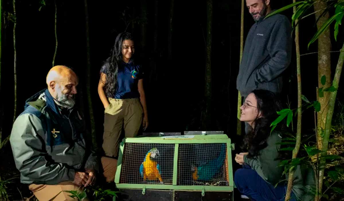 Técnicos do Refauna com os indivíduos da espécie chegam à unidade de conservação em junho de 2025 para iniciar a aclimatação antes de serem liberadas na floresta Técnicos do Refauna com os indivíduos da espécie chegam à unidade de conservação em junho de 2025 para iniciar a aclimatação antes de serem liberadas na floresta
