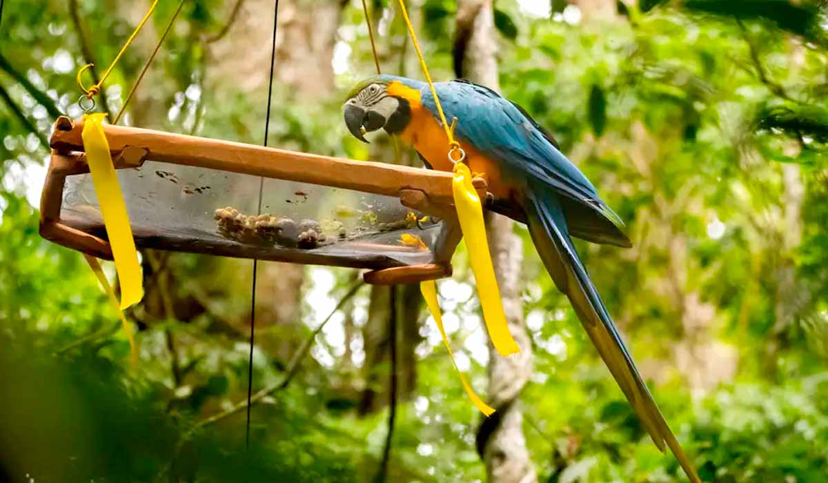 Essa foi a primeira e, até agora, a única soltura dessa espécie de ave no Rio de Janeiro - Foto: Alana Gandra/Agência Brasil Essa foi a primeira e, até agora, a única soltura dessa espécie de ave no Rio de Janeiro - Foto: Alana Gandra/Agência Brasil