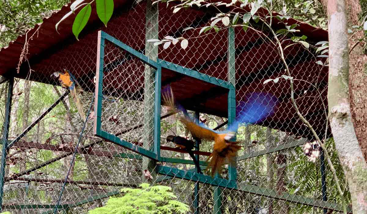 A arara-canindé Fernanda, em homenagem à atriz Fernanda Torrres, em seu primeiro voo livre - Foto: Marcus Carmo/PNT A arara-canindé Fernanda, em homenagem à atriz Fernanda Torrres, em seu primeiro voo livre - Foto: Marcus Carmo/PNT