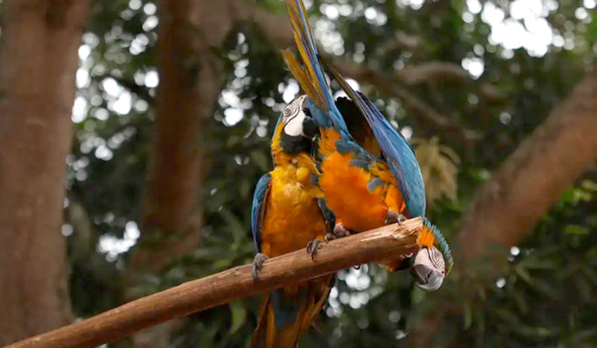 Esta é uma das aves mais emblemáticas do Brasil, predonimante nos biomas Amazônia, Cerrado e Pantanal - Foto: Fernando Frazão/Agência Brasil Esta é uma das aves mais emblemáticas do Brasil, predonimante nos biomas Amazônia, Cerrado e Pantanal - Foto: Fernando Frazão/Agência Brasil