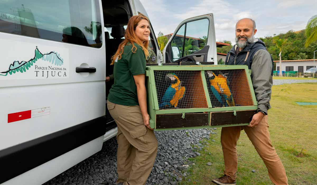 As araras retornando ao PARNA Tijuca - Foto: Flavia Zagury/Refauna As araras retornando ao PARNA Tijuca - Foto: Flavia Zagury/Refauna