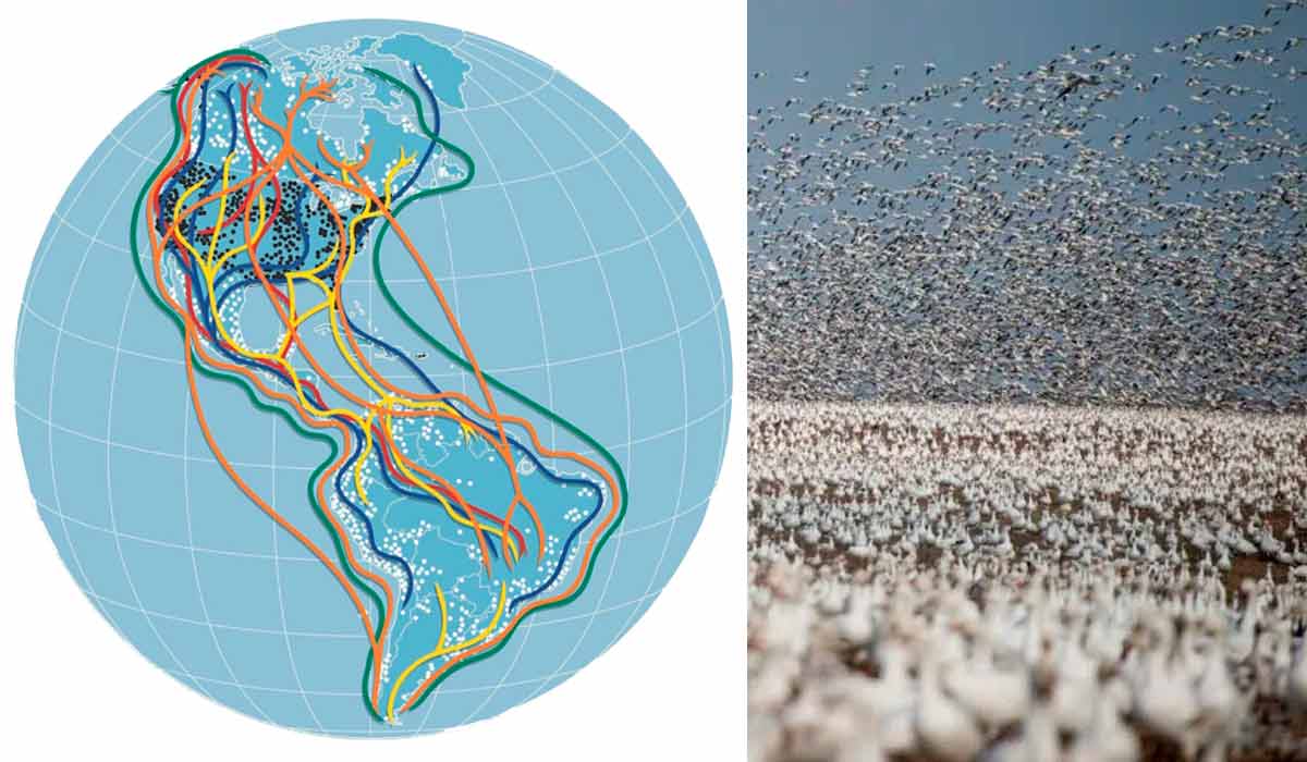 Principais rotas de migração de aves nas Américas. Milhões de espécies voam entre a América do Norte e a América do Sul, enfrentando inúmeros desafios ao longo do caminho Principais rotas de migração de aves nas Américas. Milhões de espécies voam entre a América do Norte e a América do Sul, enfrentando inúmeros desafios ao longo do caminho