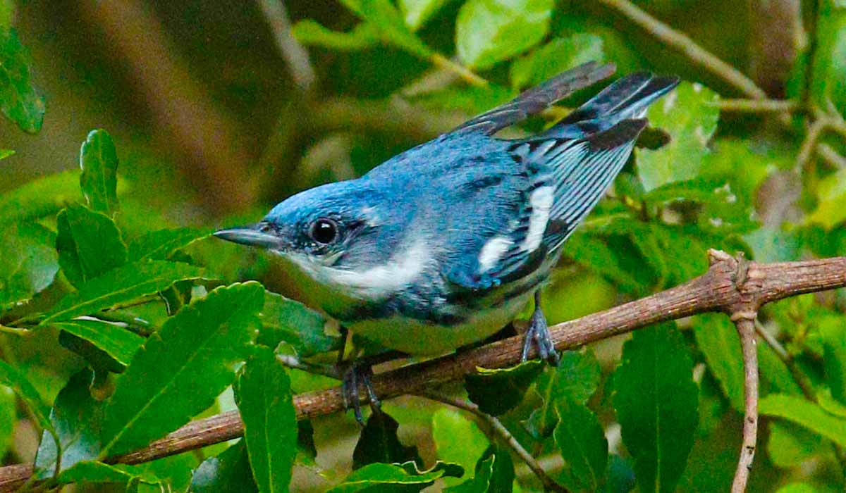 A mariquita-azul (Setophaga cerulea) é uma pequena espécie que se reproduz na América do Norte e inverna na América do Sul - Foto: Luke Seitz/Cornell Lab of Ornithology A mariquita-azul (Setophaga cerulea) é uma pequena espécie que se reproduz na América do Norte e inverna na América do Sul - Foto: Luke Seitz/Cornell Lab of Ornithology