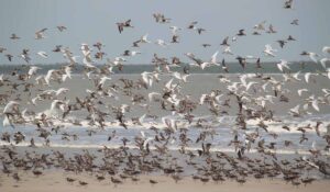 Aves migratórias