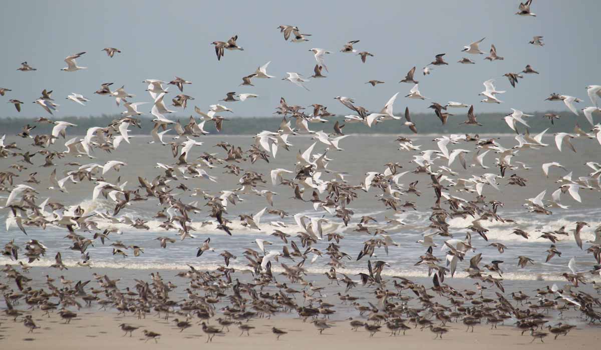 Plataforma que mostra rotas de aves migratórias é lançada na COP15