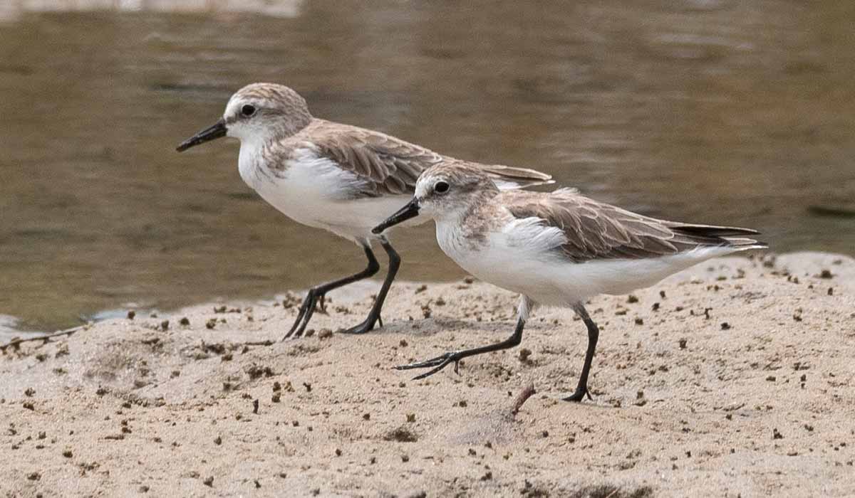 Maçarico-semipalmado (Calidris pusilla), espécie migratória de longa distância quase ameaçada, que enfrenta declínios contínuos, porém pouco compreendidos Maçarico-semipalmado (Calidris pusilla), espécie migratória de longa distância quase ameaçada, que enfrenta declínios contínuos, porém pouco compreendidos