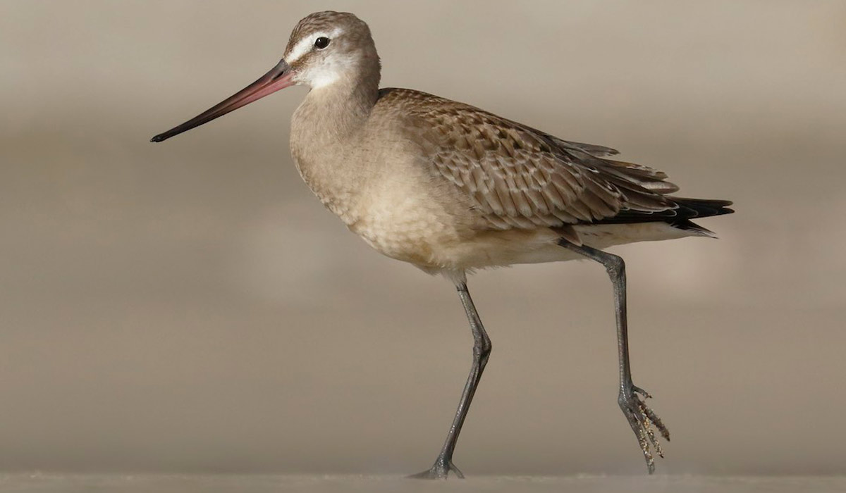 O maçarico-de-bico-comprido ou bico-virado (Limosa haemastica), é uma ave limícola vulnerável que se reproduz no Ártico e depende de uma cadeia de locais de paragem sensíveis durante a sua notável migração hemisférica - Foto: Brad M. Walker O maçarico-de-bico-comprido ou bico-virado (Limosa haemastica), é uma ave limícola vulnerável que se reproduz no Ártico e depende de uma cadeia de locais de paragem sensíveis durante a sua notável migração hemisférica - Foto: Brad M. Walker