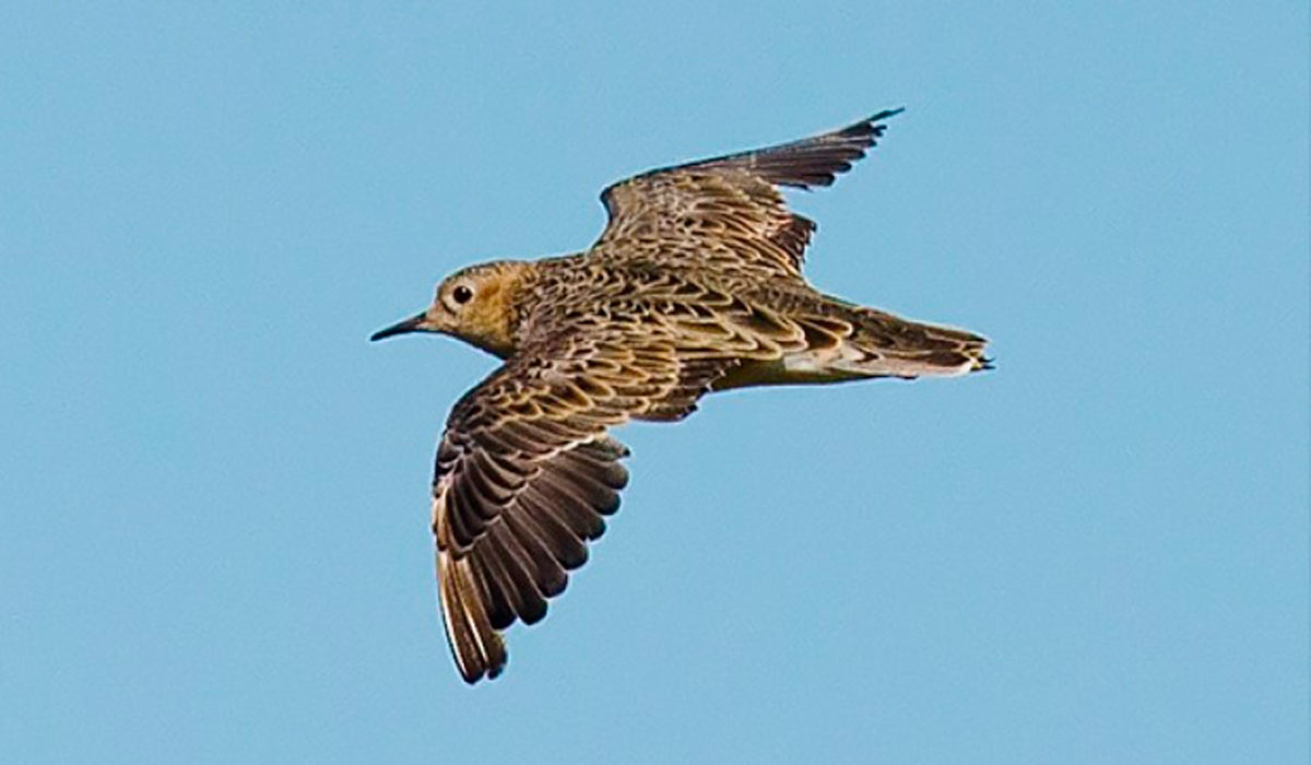 Maçarico-de-peito-amarelo (Calidris subruficollis) se reproduz na América do Norte e é uma espécie migradora de longa distância, migrando até o sul do Brasil, entre os países, durante o inverno - Foto: Andres Teran Maçarico-de-peito-amarelo (Calidris subruficollis) se reproduz na América do Norte e é uma espécie migradora de longa distância, migrando até o sul do Brasil, entre os países, durante o inverno - Foto: Andres Teran