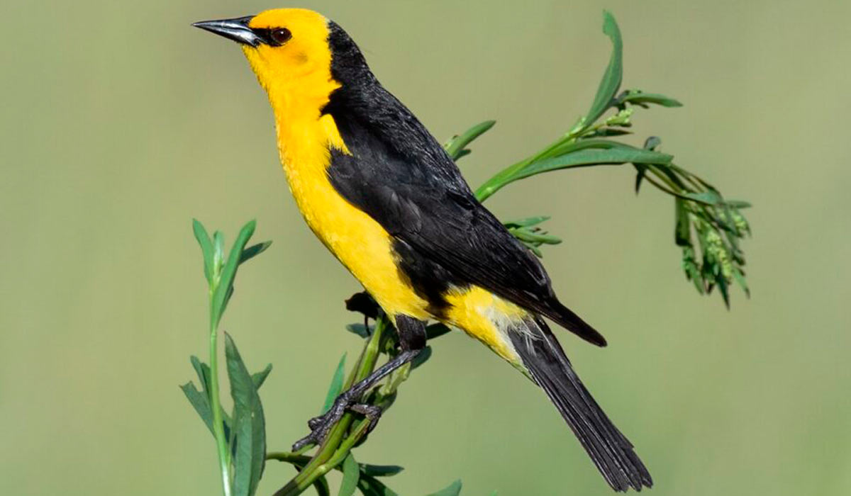O veste-amarela ou pássaro-preto-de-veste-amarela (Xanthopsar flavus) em sua jornada passa pelo sul do Brasil, Uruguai, Argentina e Paraguai O veste-amarela ou pássaro-preto-de-veste-amarela (Xanthopsar flavus) em sua jornada passa pelo sul do Brasil, Uruguai, Argentina e Paraguai