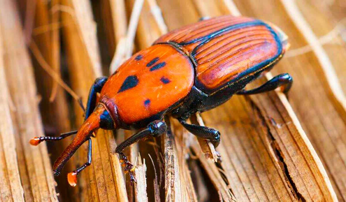 Bicudo-vermelho deixa o produtor em alerta