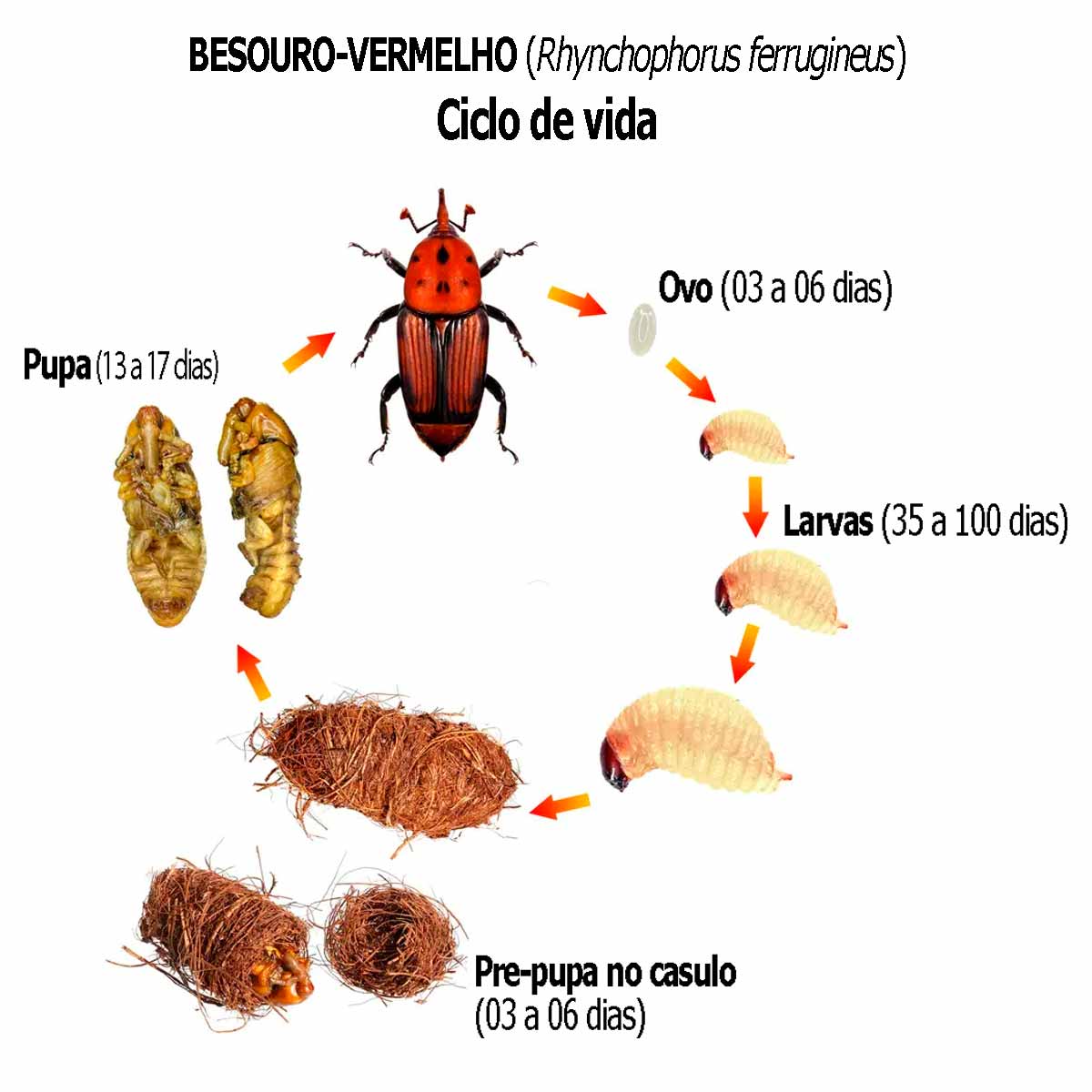 Ciclo de vida do bicudo-vermelho das palmeiras (Rhynchophorus ferrugineus) Ciclo de vida do bicudo-vermelho das palmeiras (Rhynchophorus ferrugineus)