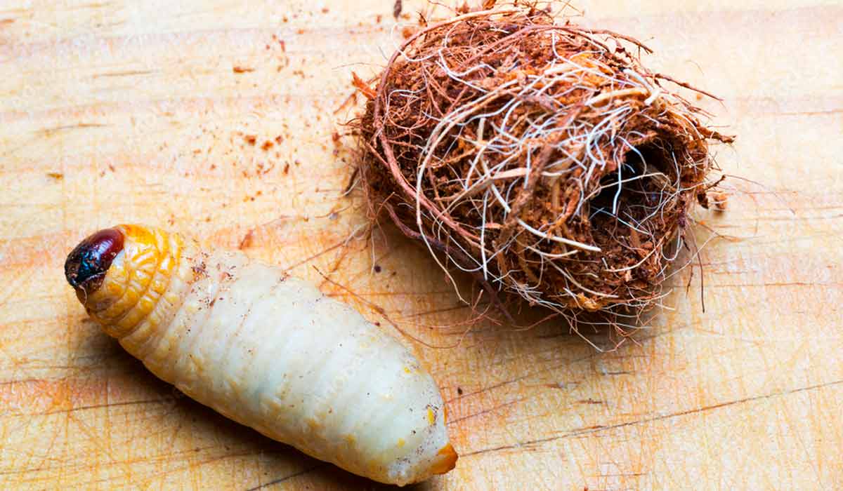 A larva do inseto e o casulo sólido e alongado, feito de fibras da própria palmeira, para passar pela fase de pupa A larva do inseto e o casulo sólido e alongado, feito de fibras da própria palmeira, para passar pela fase de pupa