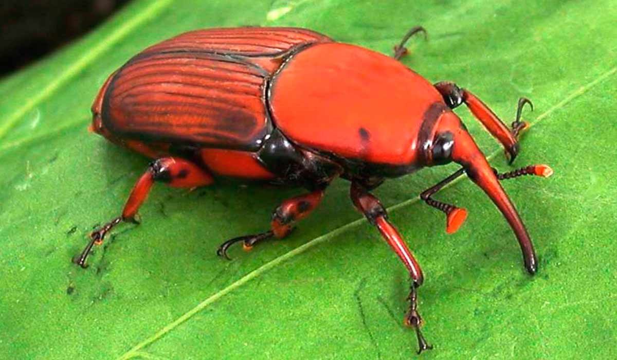 O bicudo-vermelho das palmeiras (Rhynchophorus ferrugineus) O bicudo-vermelho das palmeiras (Rhynchophorus ferrugineus)