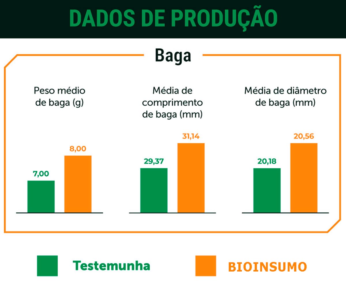 Comparativos de desempenho em relação as bagas Comparativos de desempenho em relação as bagas
