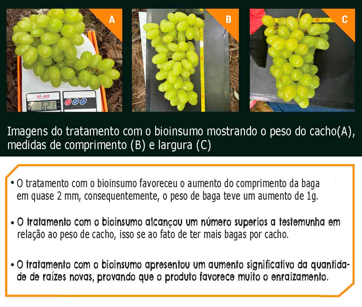 Resultados do tratamento com o bioinsumo em relação a peso e dimensões das bagas de uvas Resultados do tratamento com o bioinsumo em relação a peso e dimensões das bagas de uvas