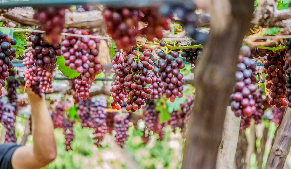 As uvas dos parreirais de Petrolina