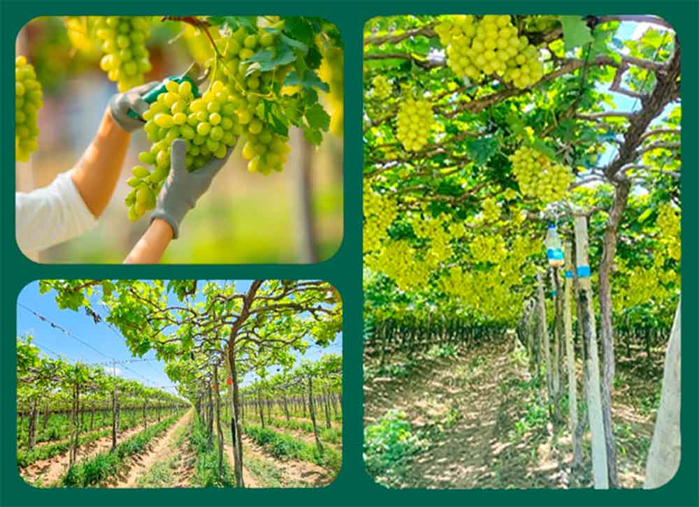 Uvas do Vale do São Francisco tratadas com bokashi Uvas do Vale do São Francisco tratadas com bokashi